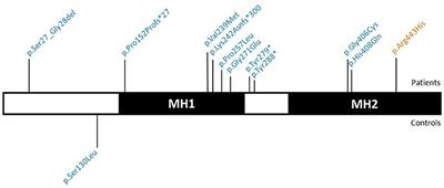 Corrigendum: Candidate Gene Resequencing in a Large Bicuspid Aortic Valve-Associated Thoracic Aortic Aneurysm Cohort: SMAD6 as an Important Contributor